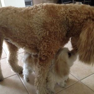 Meet your Posher, Doris